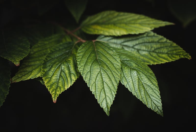 Foliage Plants
