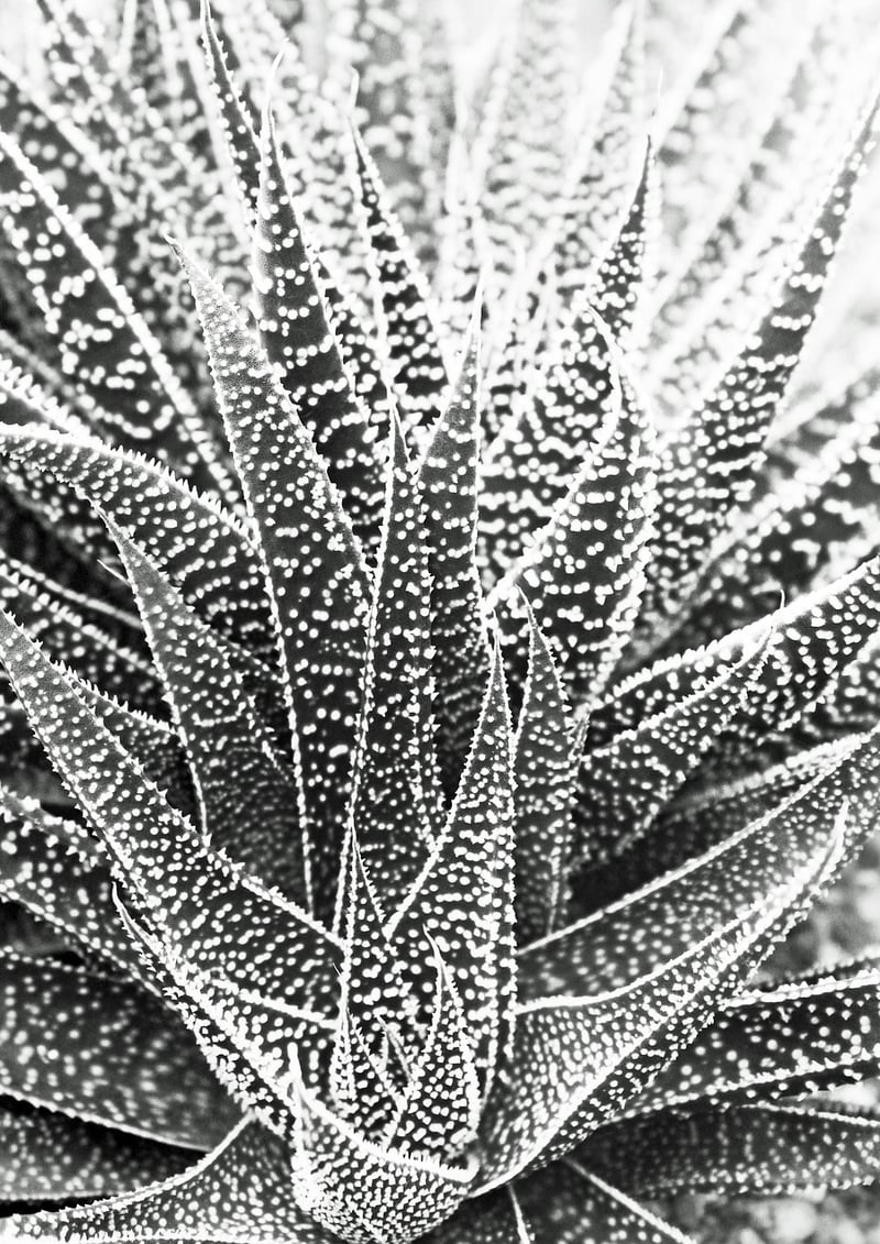 Haworthia