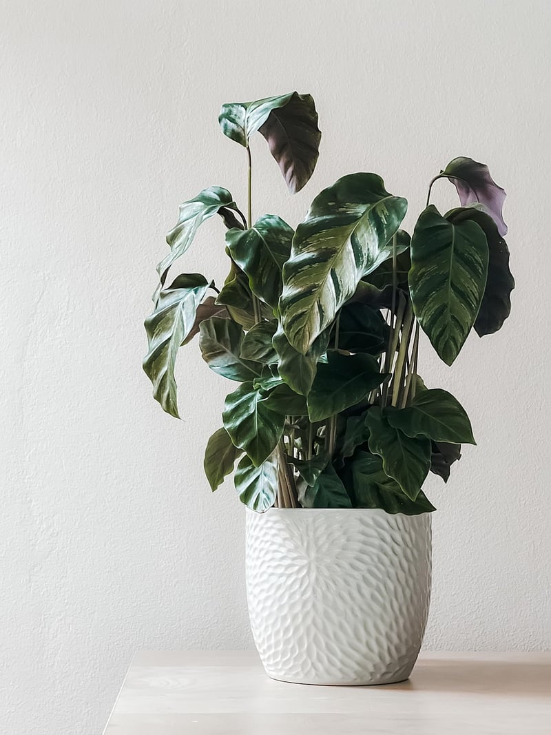 Shoe Organizer Planters