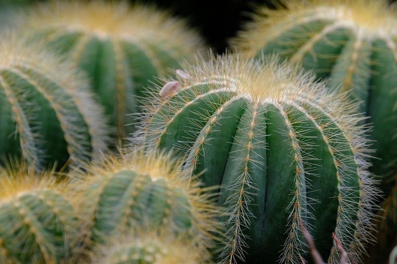 Colorful indoor plants